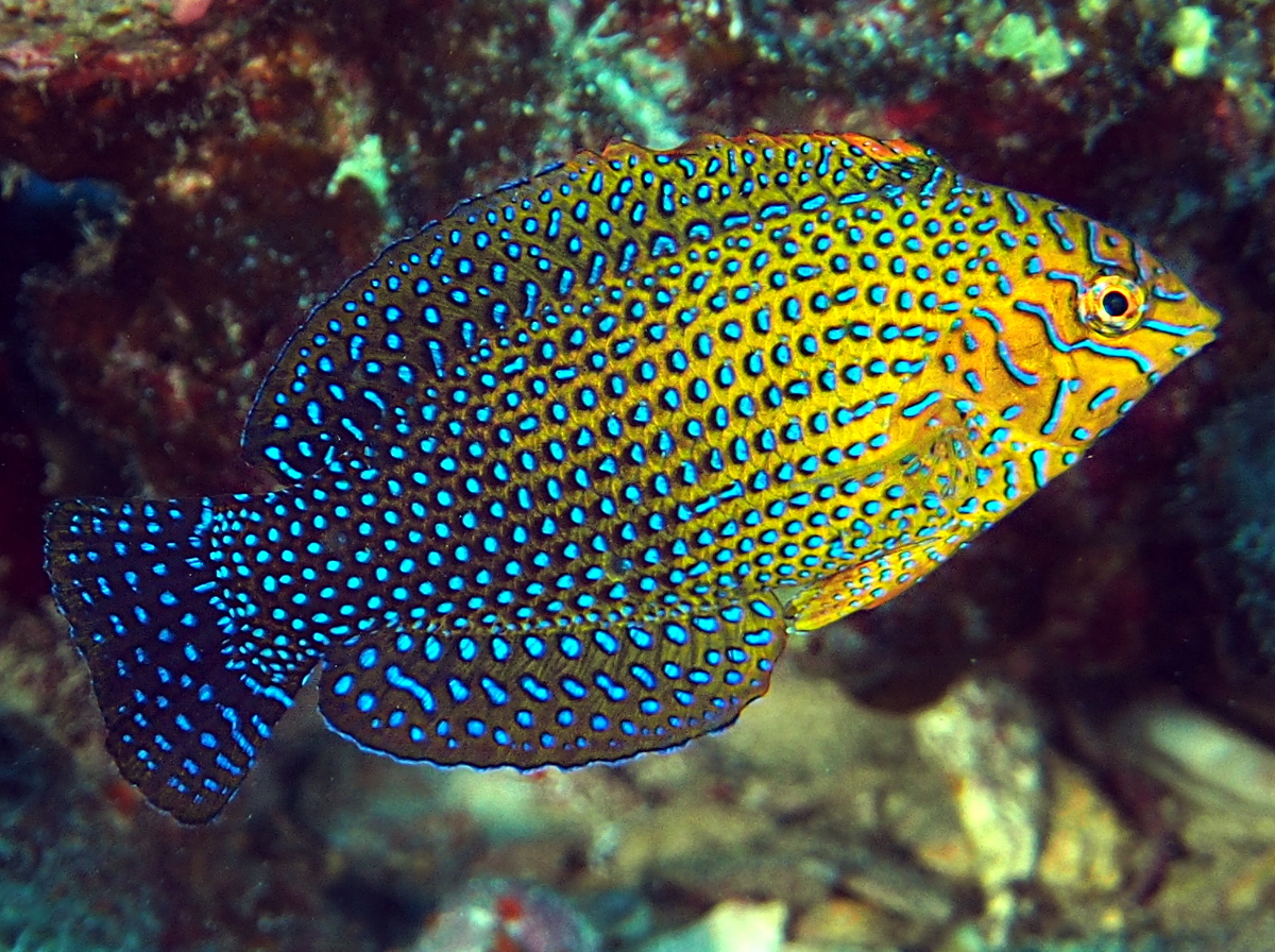 Shortnose Wrasse - Macropharyngodon geoffroy - Oahu, Hawaii