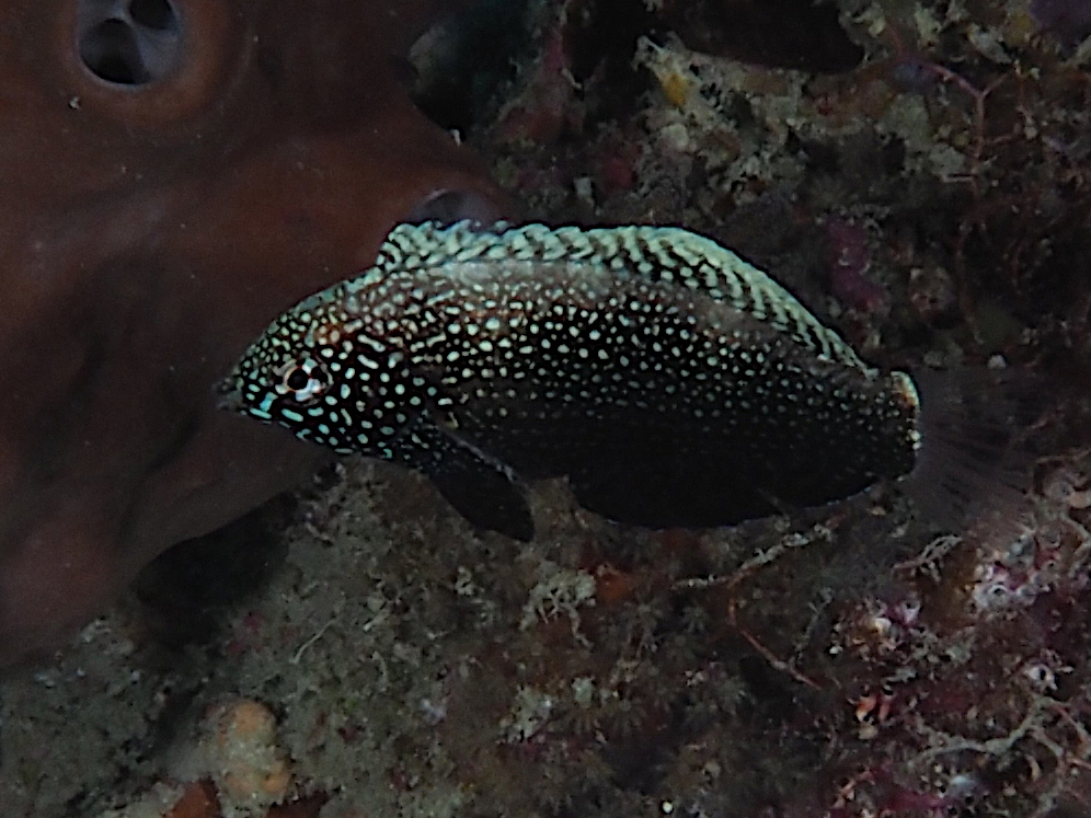 Black Leopard Wrasse - Macropharyngodon negrosensis