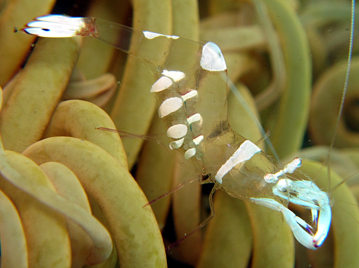 Magnificent Anemone Shrimp - Ancylomenes magnificus