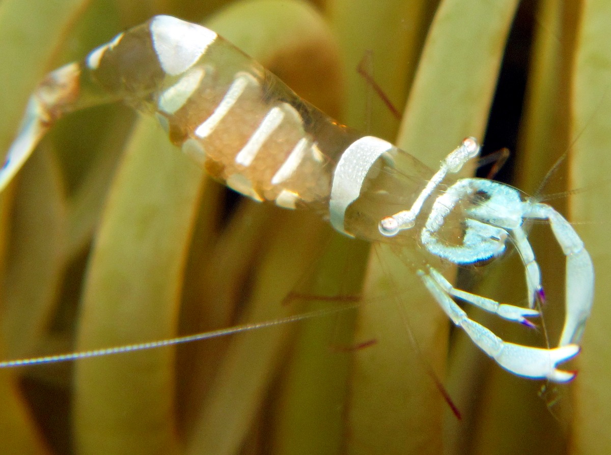 Magnificent Anemone Shrimp - Ancylomenes magnificus