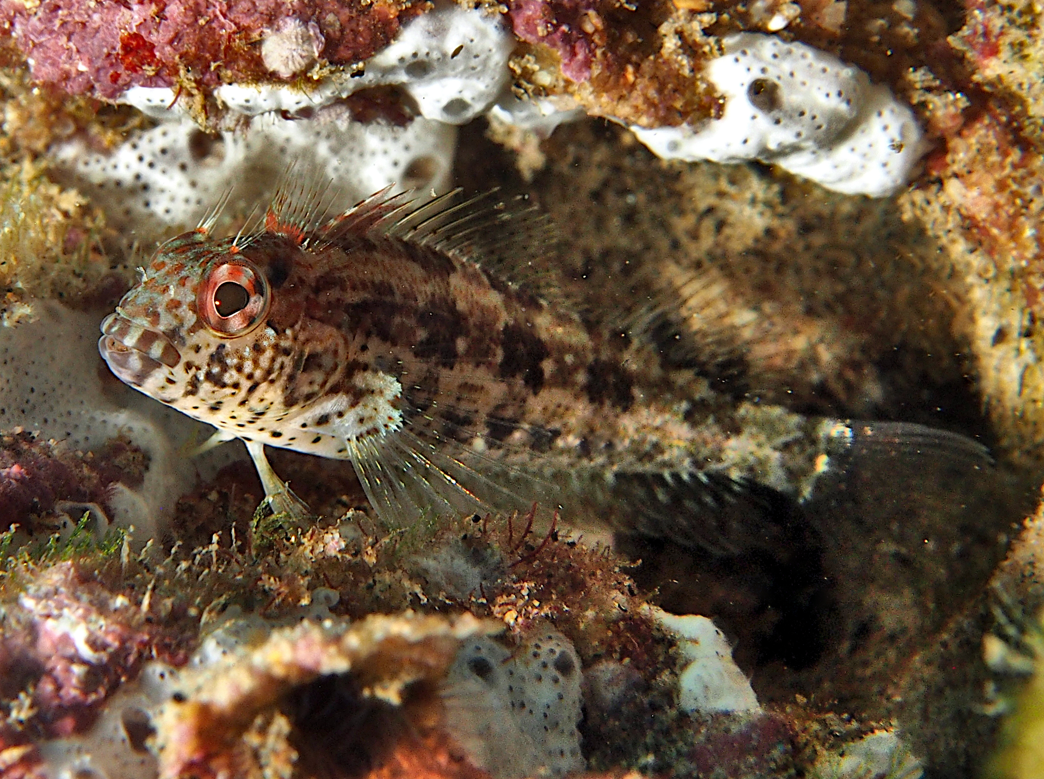 Throatspotted Blenny - Malacoctenus tetranemus - Cabo San Lucas, Mexico