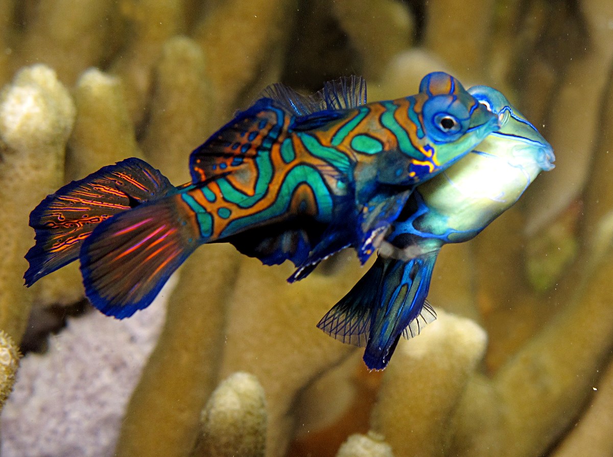 Mandarinfish - Synchiropus splendidus