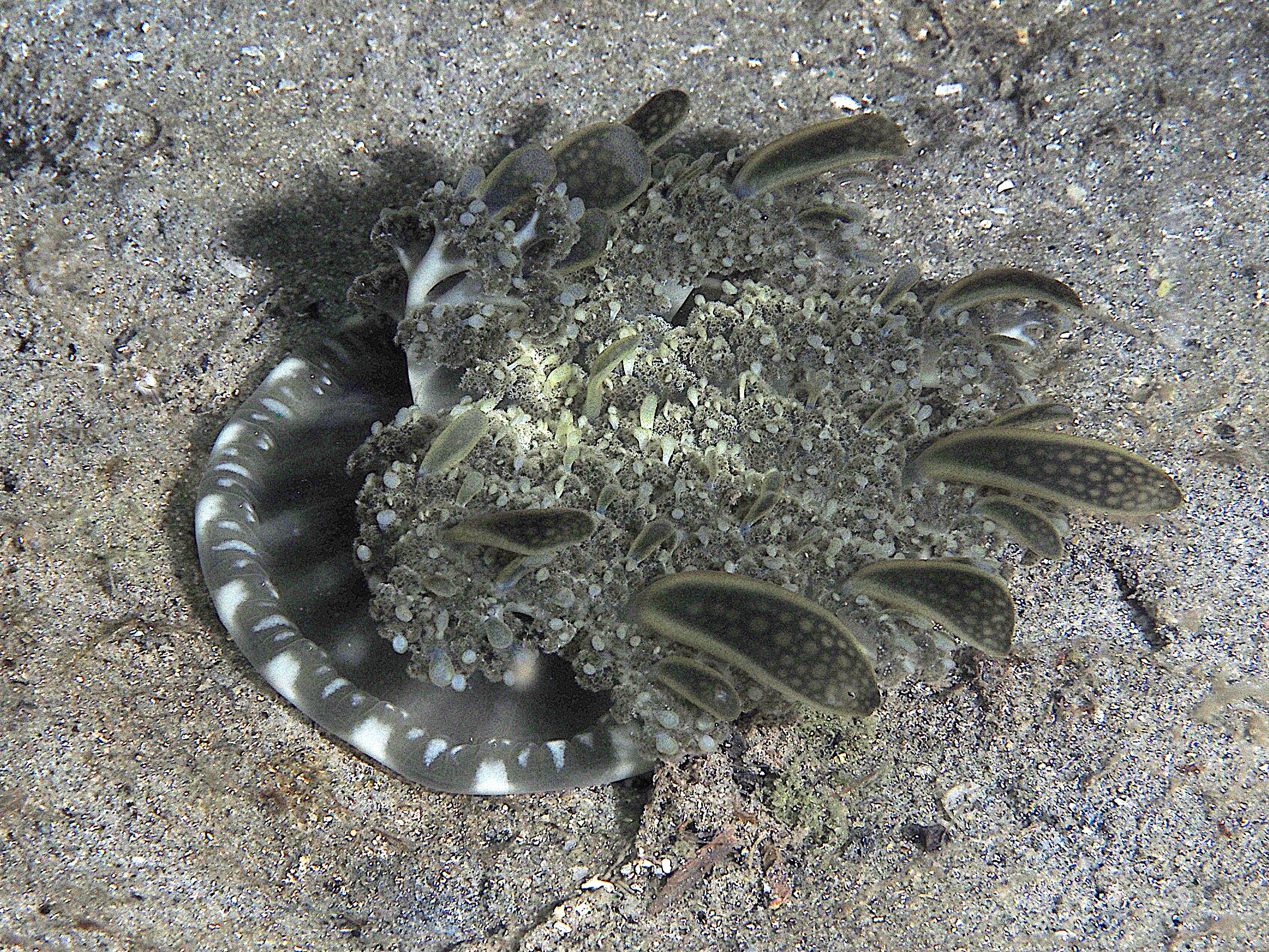 Mangrove Upsidedown Jelly - Cassiopea xamachana