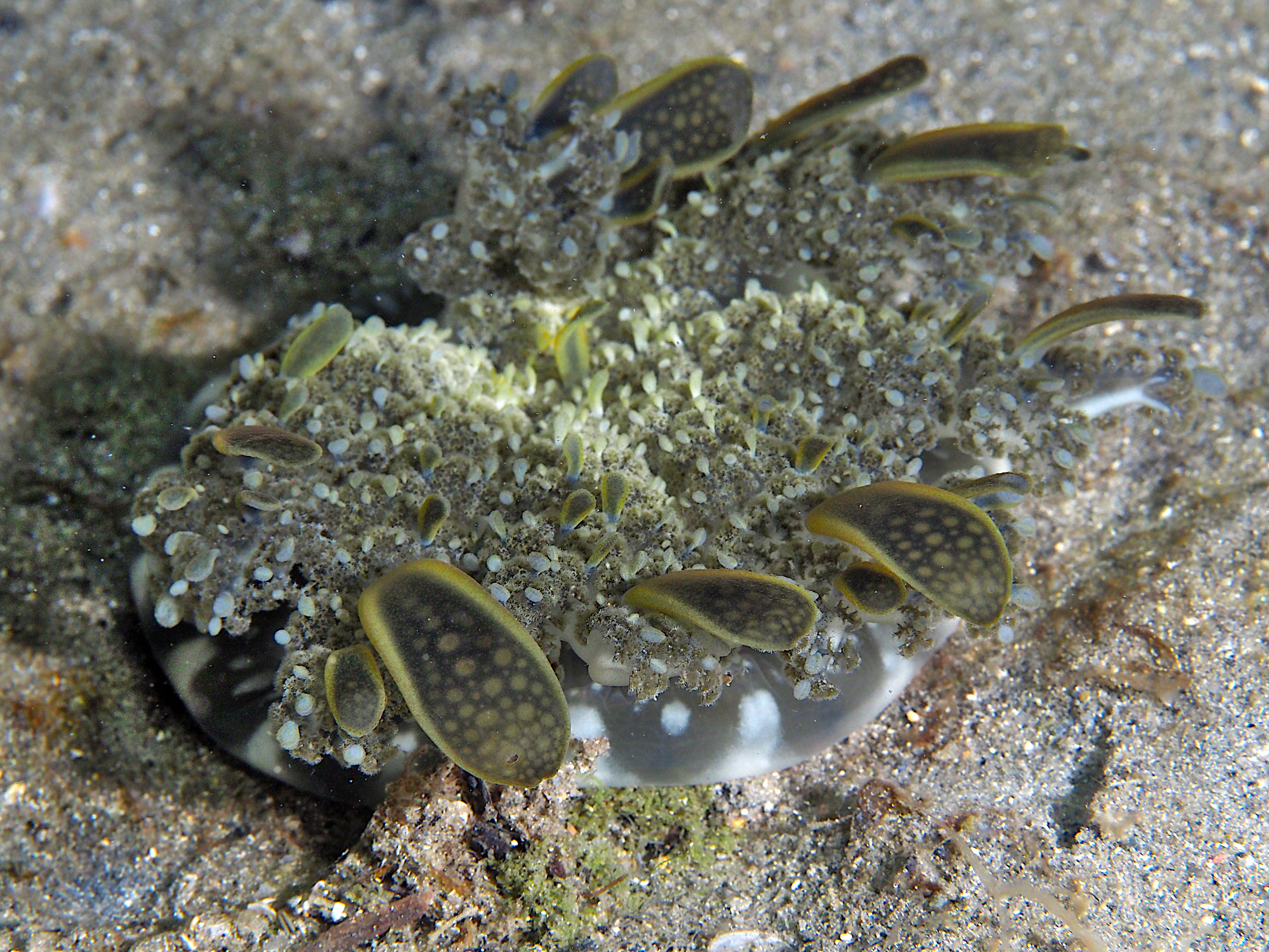 Mangrove Upsidedown Jelly - Cassiopea xamachana