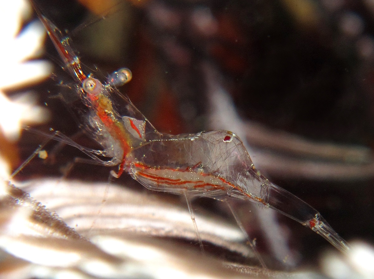 Translucent Gorgonian Shrimp - Manipontonia psamathe