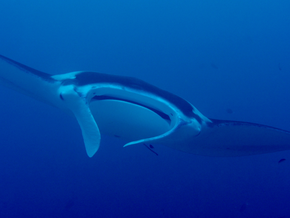 Reef Manta Ray - Manta alfredi