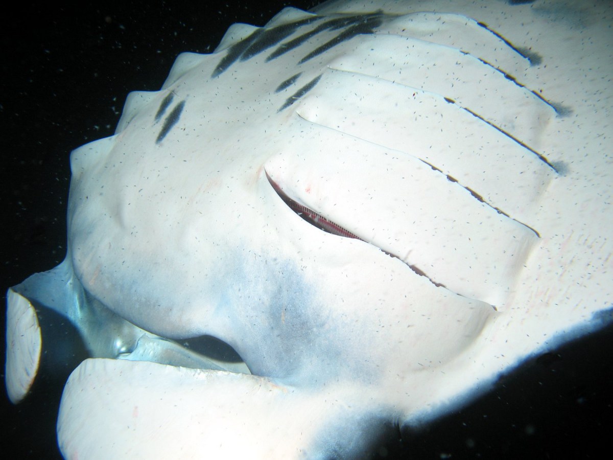 Reef Manta Ray - Manta alfredi