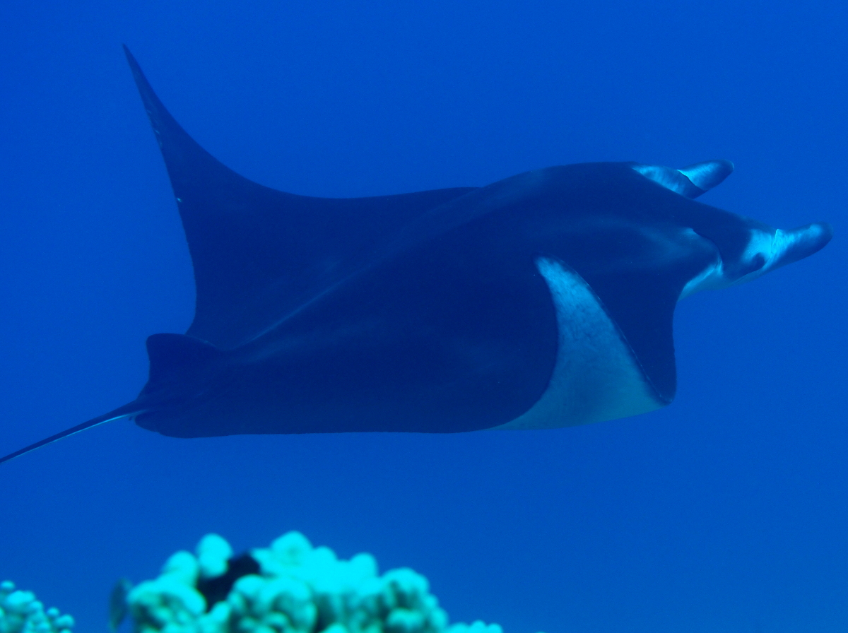 Reef Manta Ray - Manta alfredi