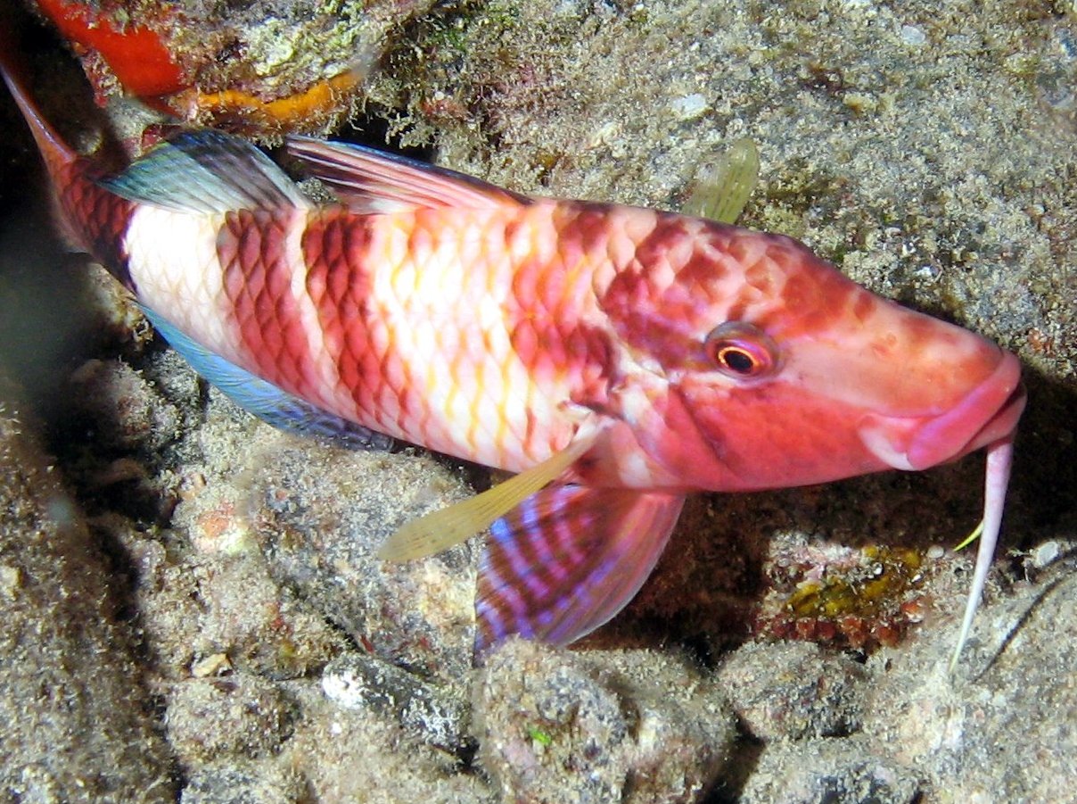 Manybar Goatfish - Parupeneus multifasciatus