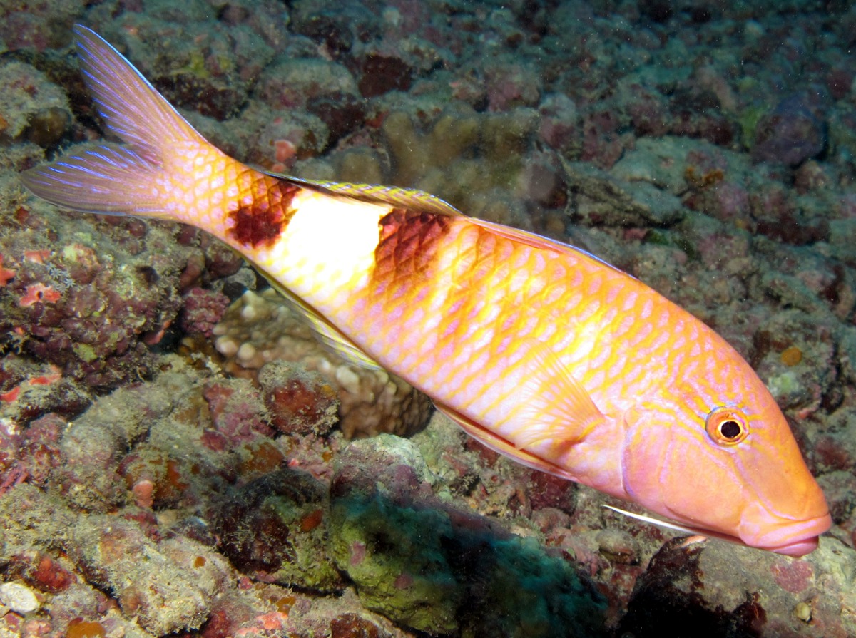 Manybar Goatfish - Parupeneus multifasciatus