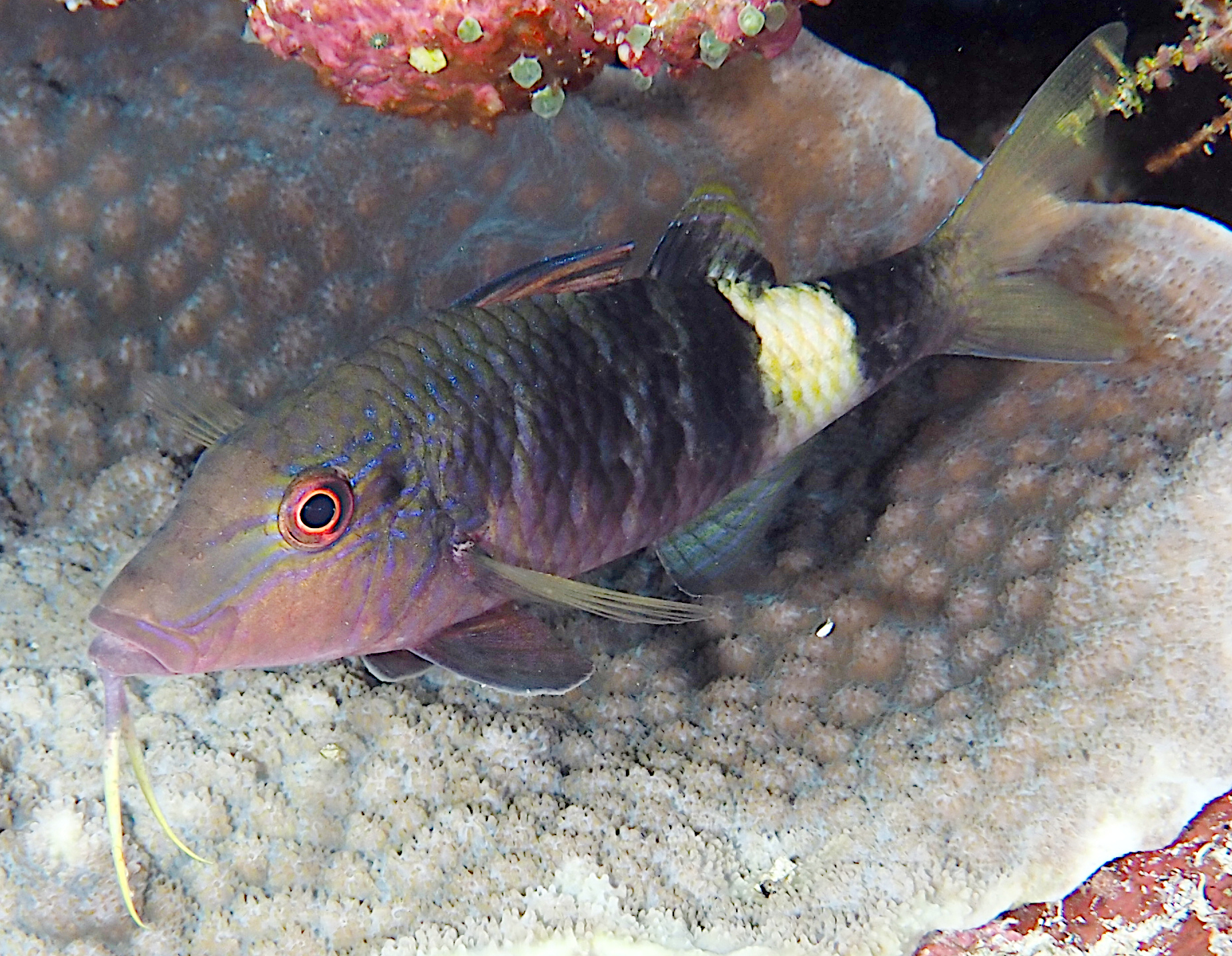 Manybar Goatfish - Parupeneus multifasciatus