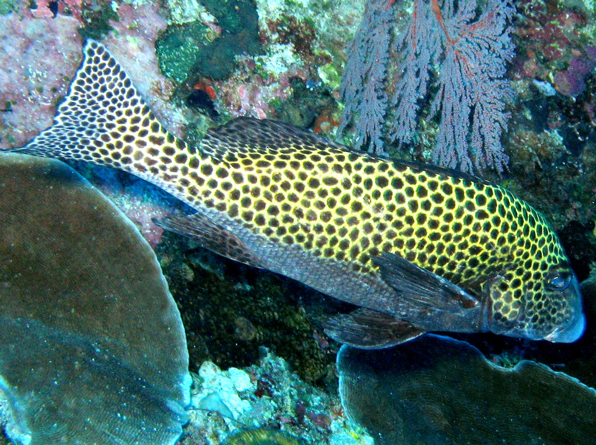 Many-Spotted Sweetlips - Plectorhinchus chaetodonoides