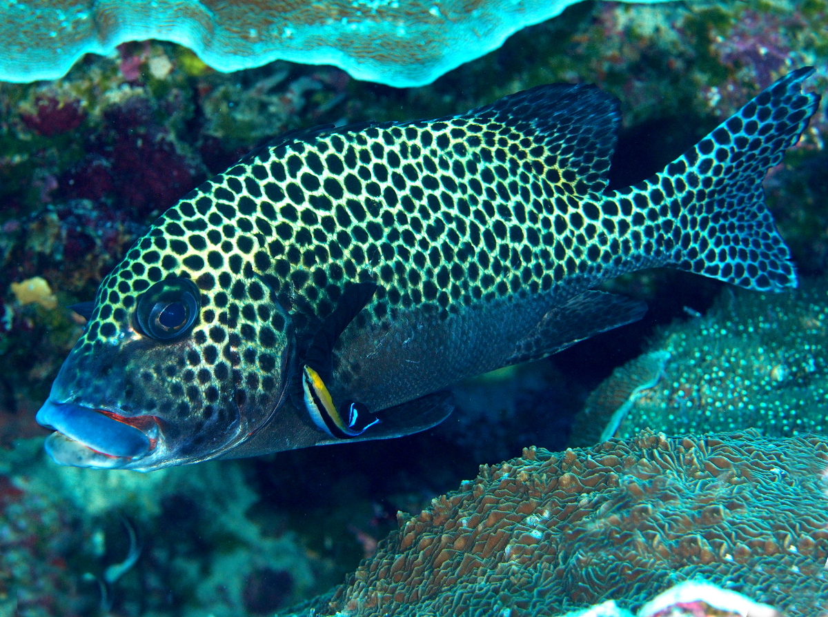 Many-Spotted Sweetlips - Plectorhinchus chaetodonoides