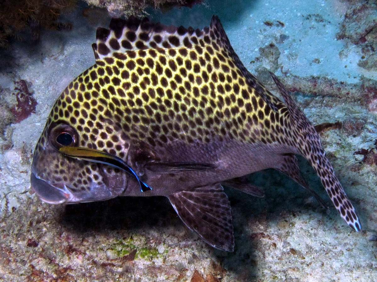 Many-Spotted Sweetlips - Plectorhinchus chaetodonoides
