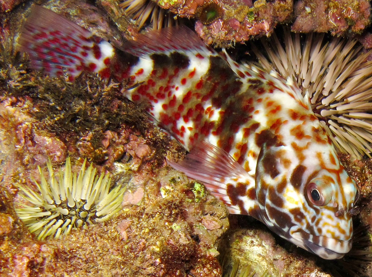 Marbled Hawkfish - Cirrhitus pinnulatus