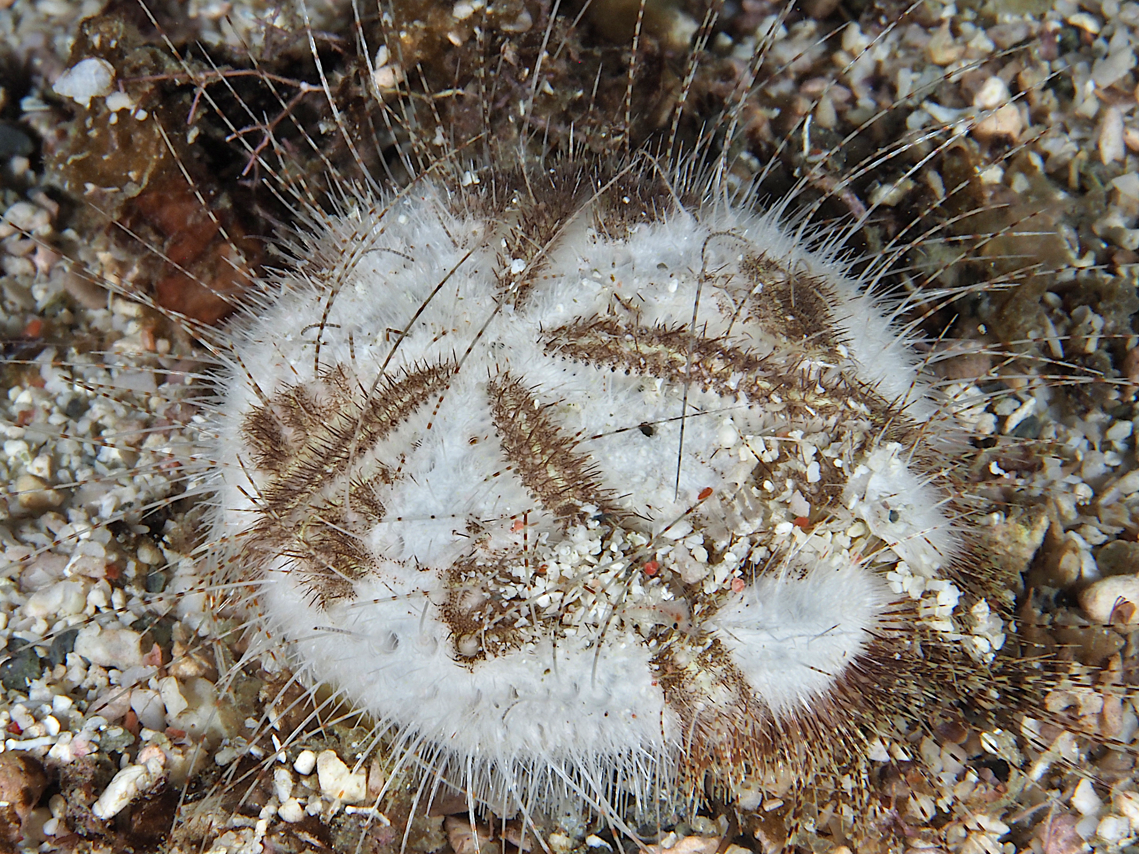 Longspine Heart Urchin - Maretia planulata