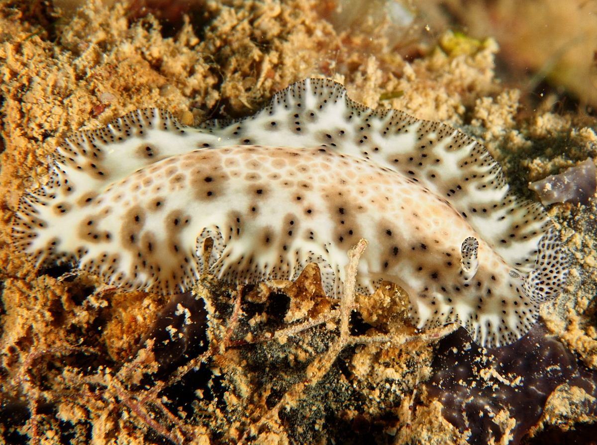 Darkspotted Flatworm - Maritigrella fuscopunctata - Palau