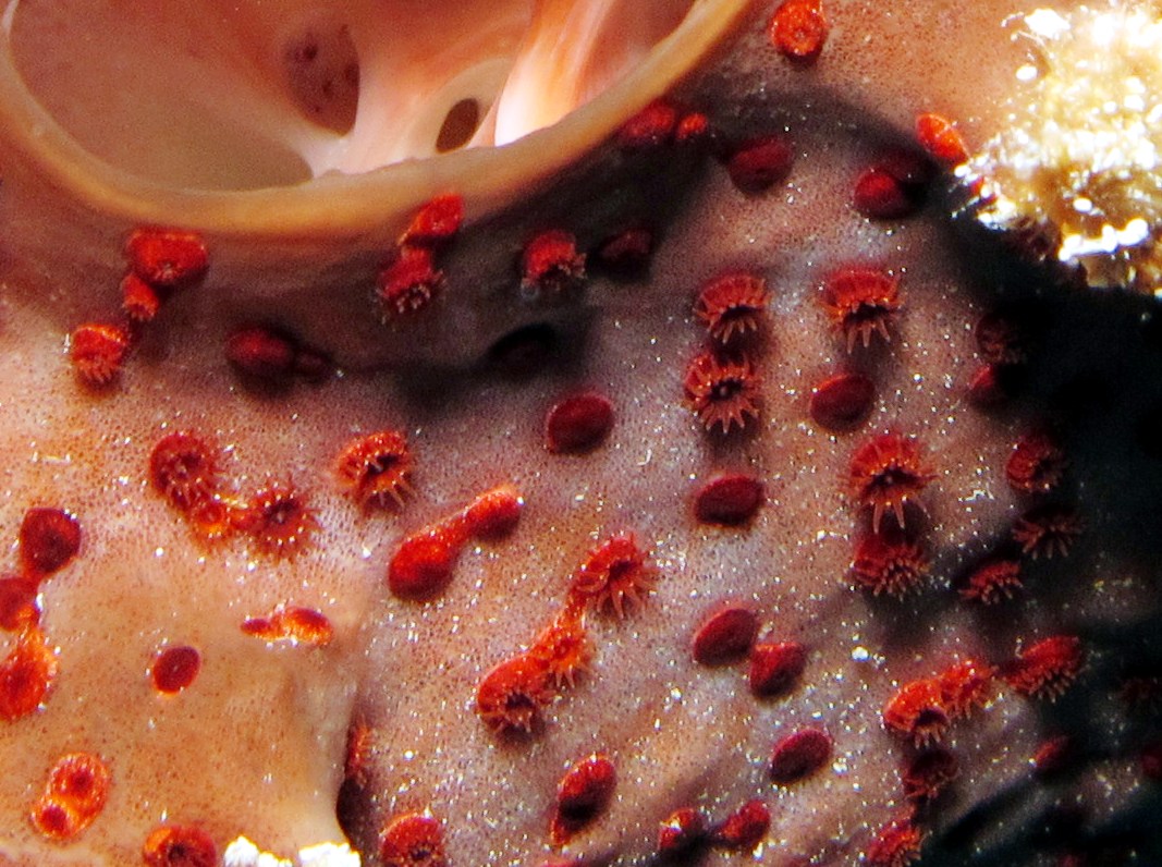 Maroon Sponge Zoanthid - Bergia puertoricense - Grand Cayman