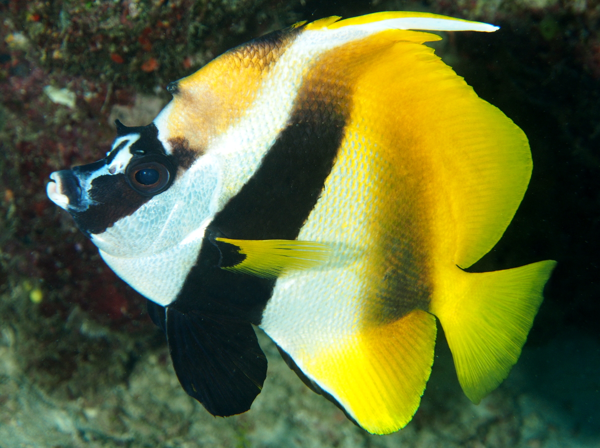 Masked Bannerfish - Heniochus monoceros