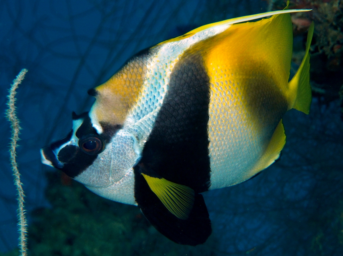 Masked Bannerfish - Heniochus monoceros