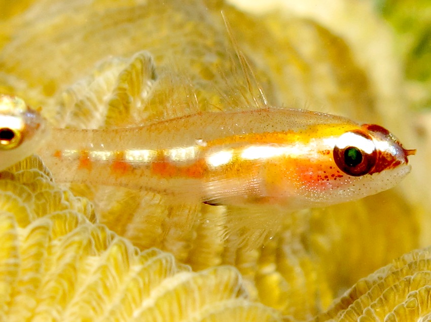 Masked Goby - Coryphopterus personatus