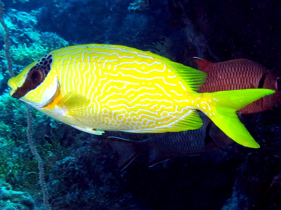 Masked Rabbitfish - Siganus puellus