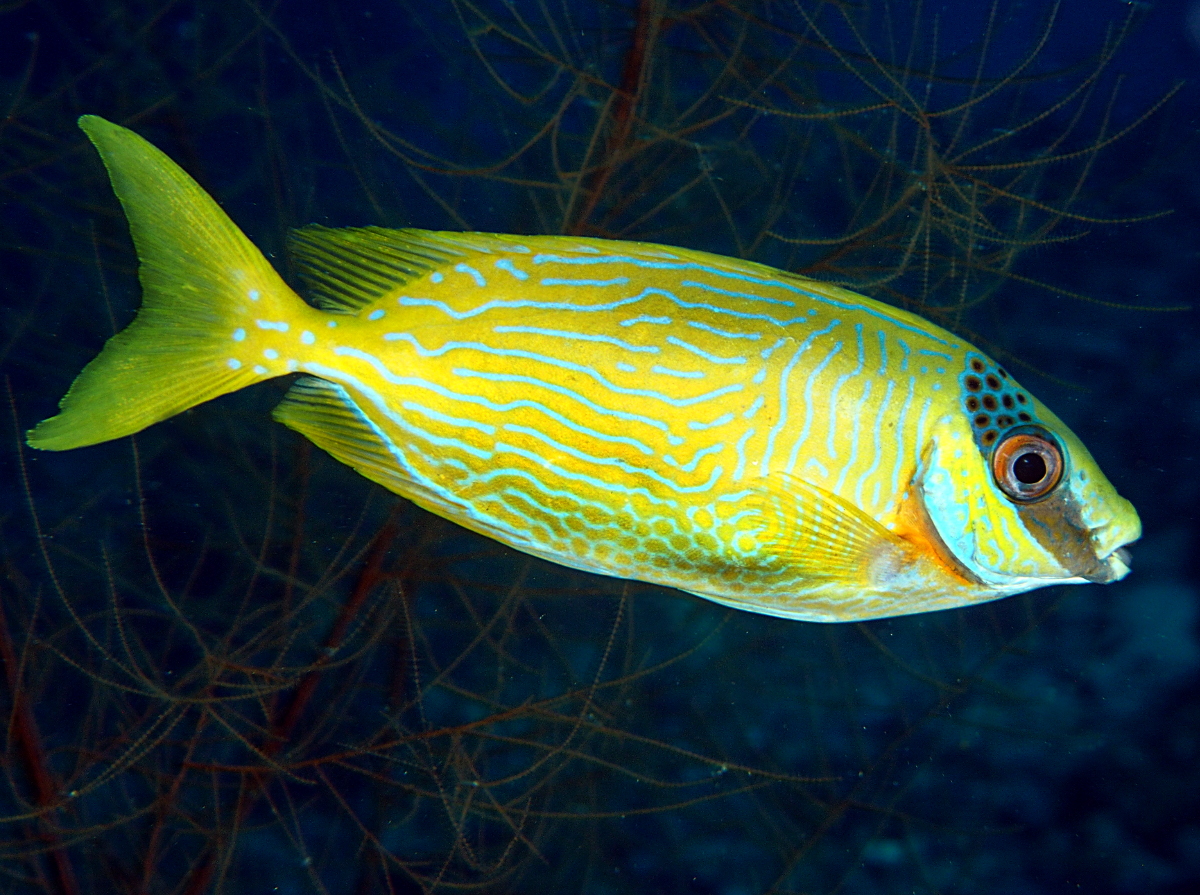 Masked Rabbitfish - Siganus puellus