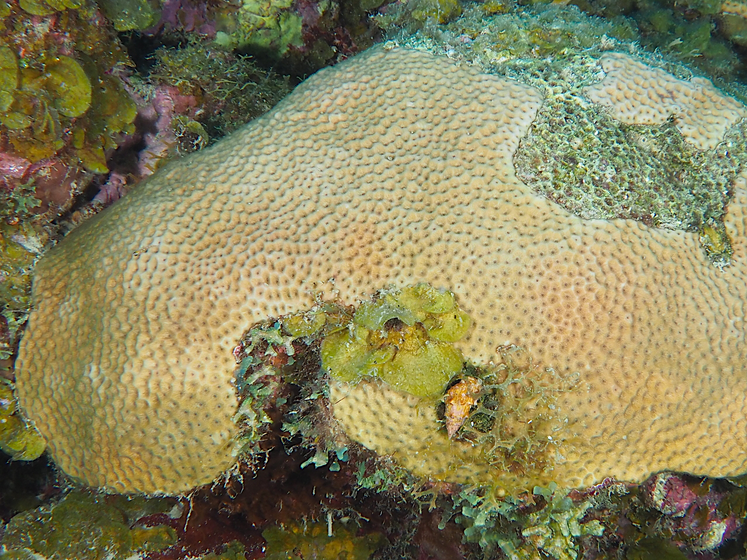 Massive Starlet Coral - Siderastrea siderea