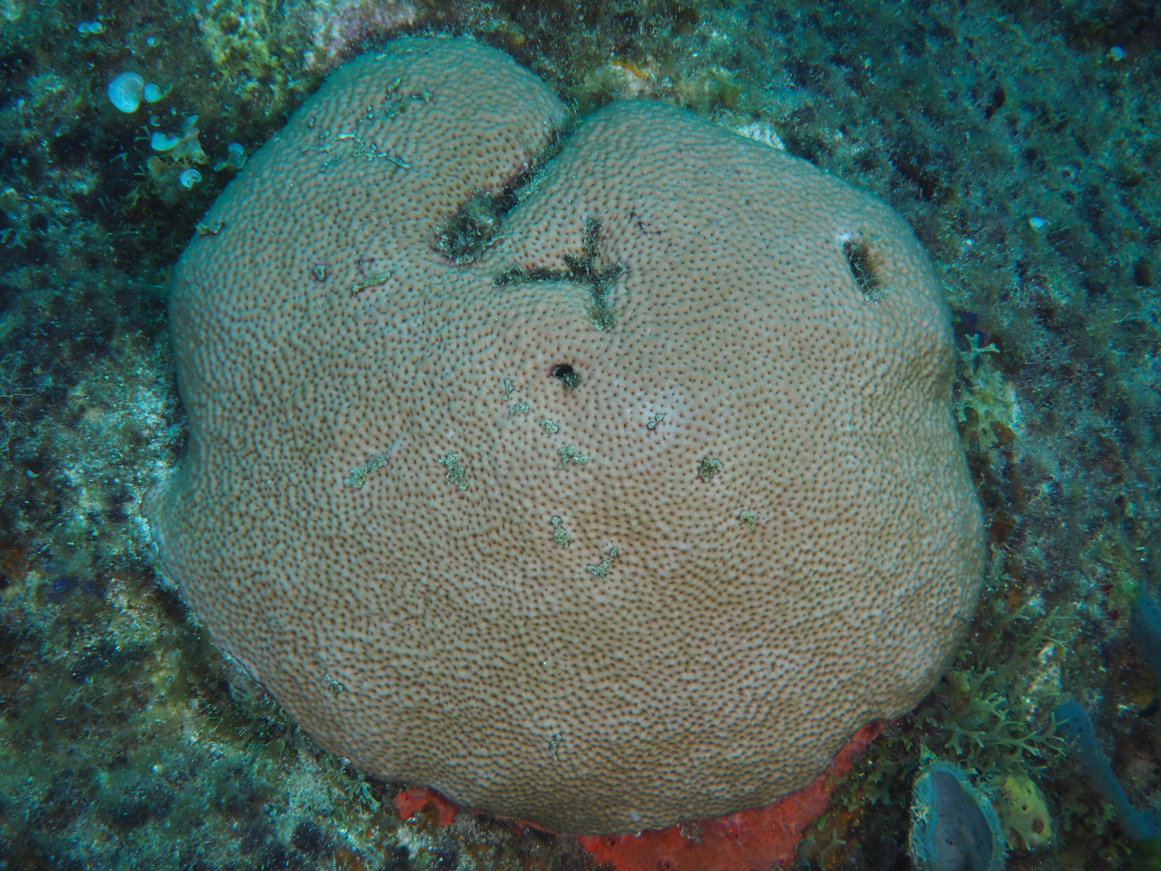 Massive Starlet Coral - Siderastrea siderea