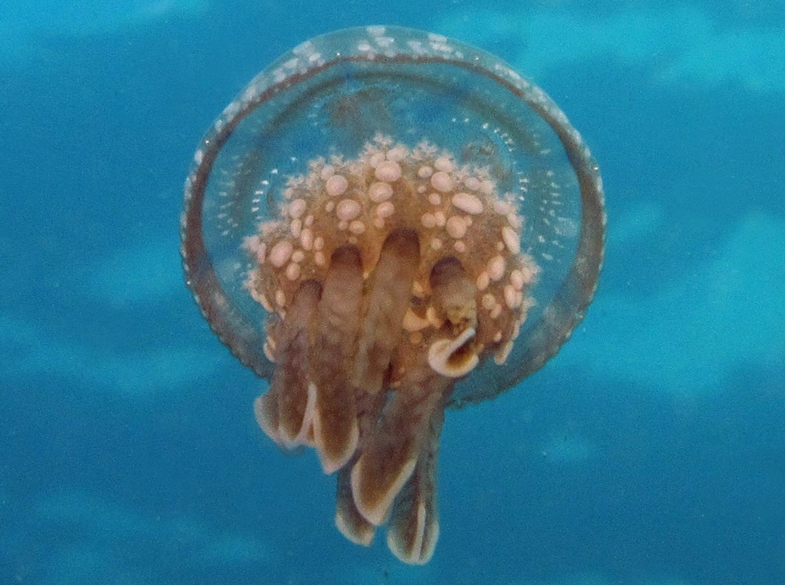 Spotted Jelly - Mastigias papua - Dumaguete, Philippines