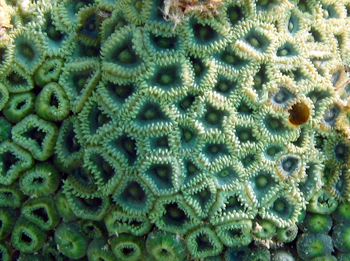 Mat Zoanthid - Zoanthus pulchellus