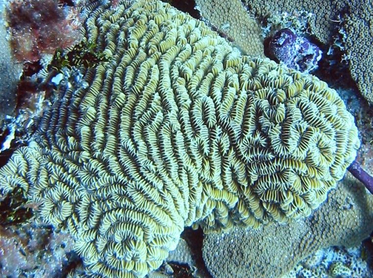 Maze Coral - Meandrina meandrites