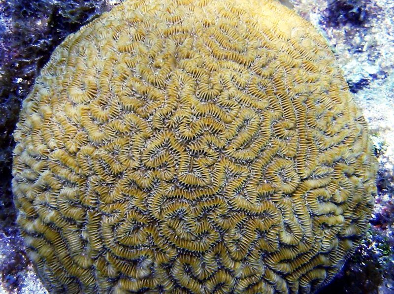 Maze Coral - Meandrina meandrites