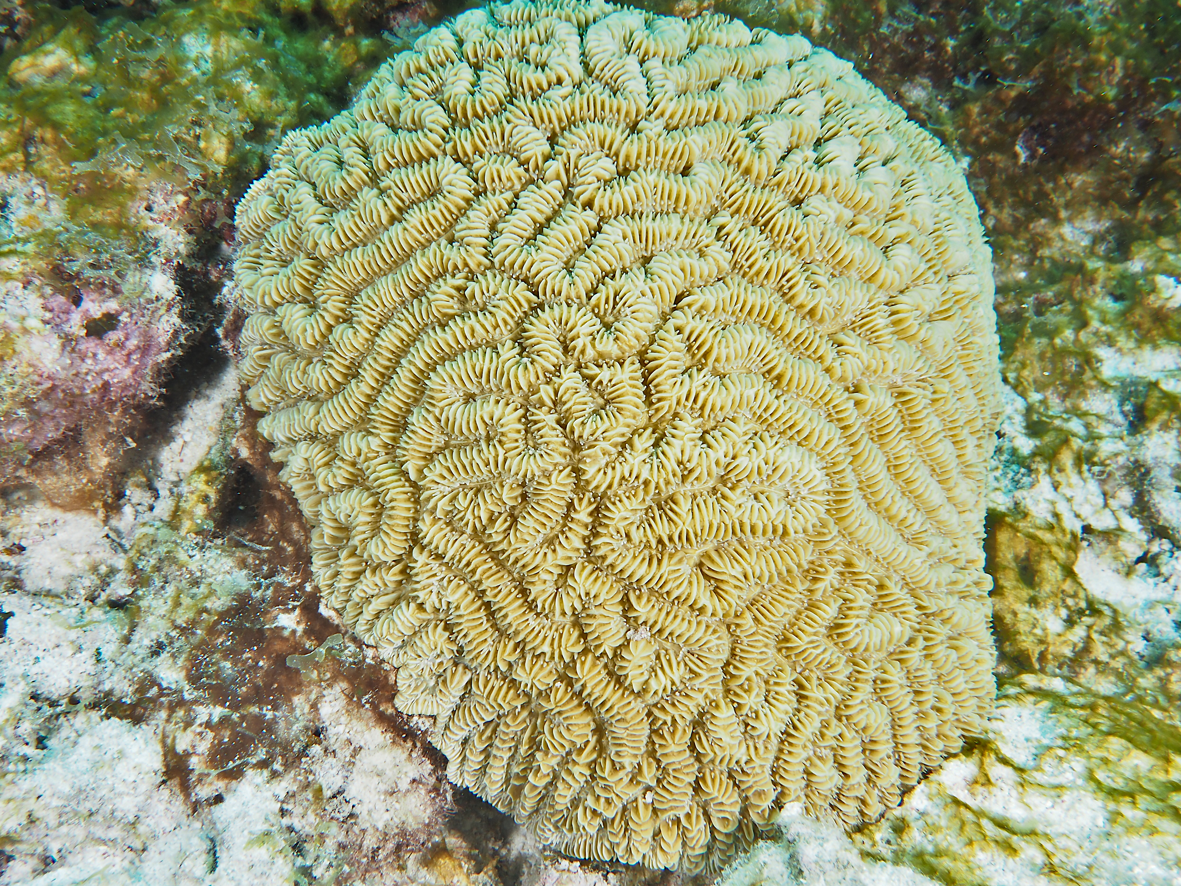 Maze Coral - Meandrina meandrites