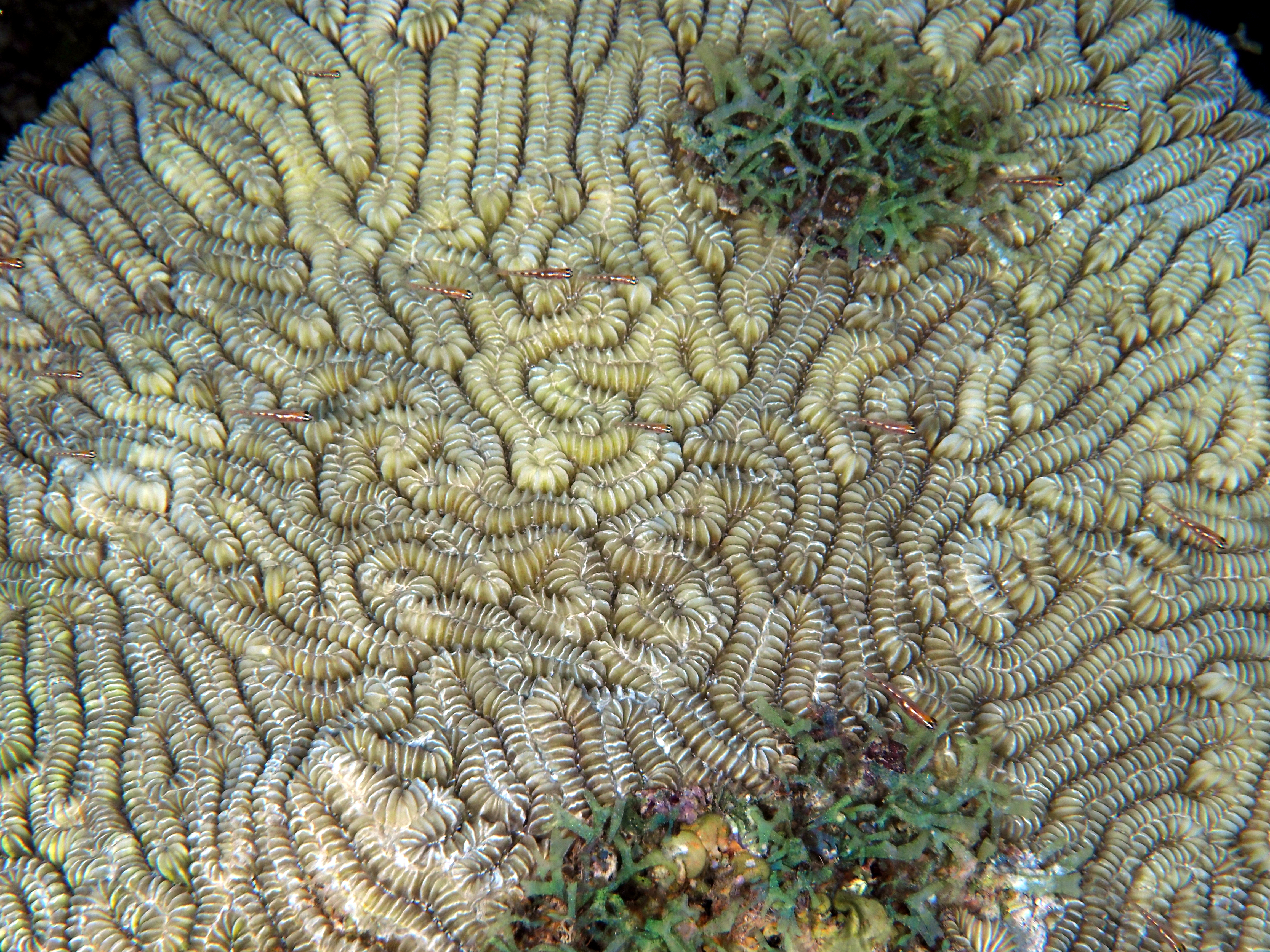 Maze Coral - Meandrina meandrites