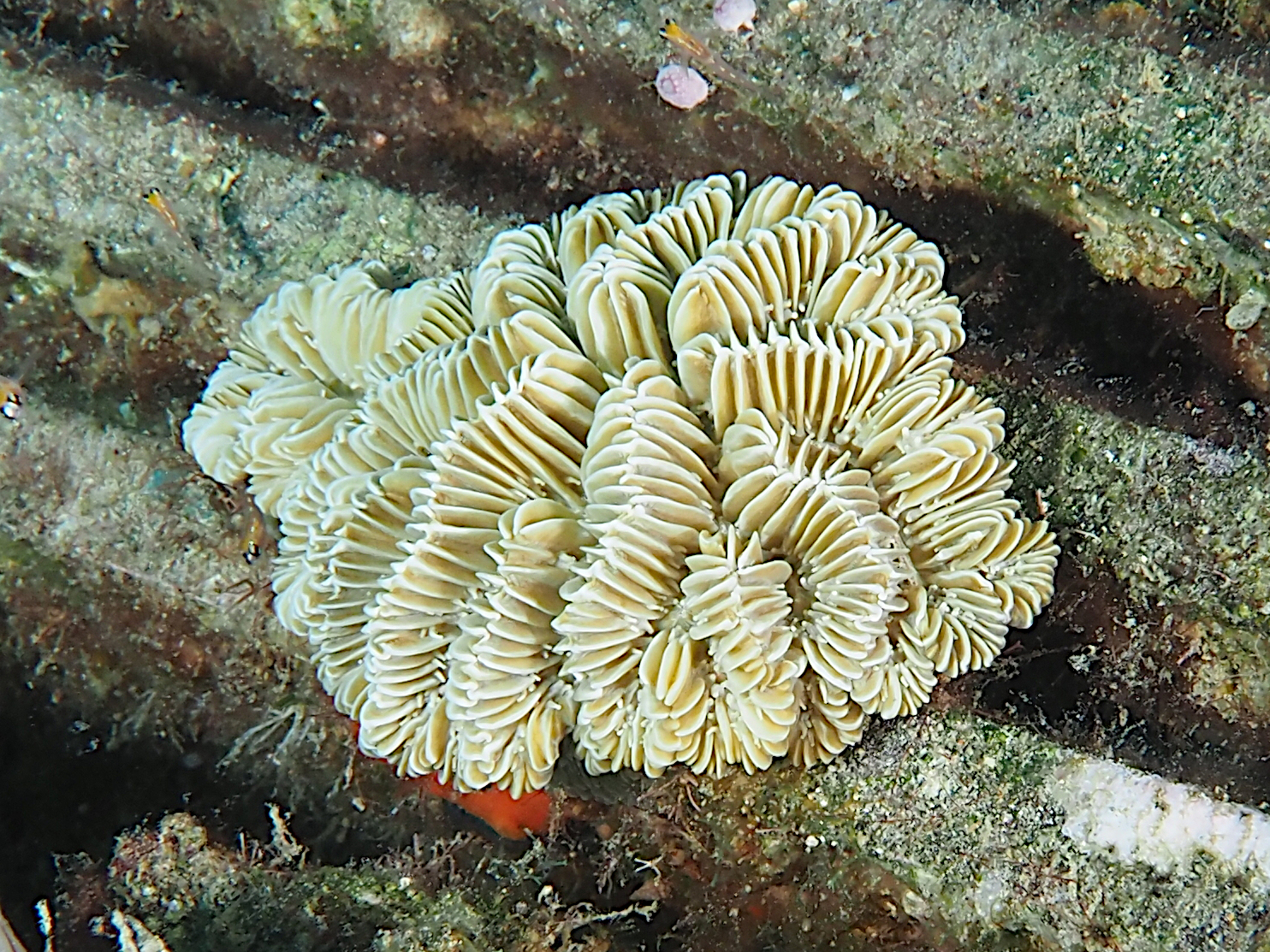 Butterprint Rose Coral - Meandrina danae - British Virgin Islands
