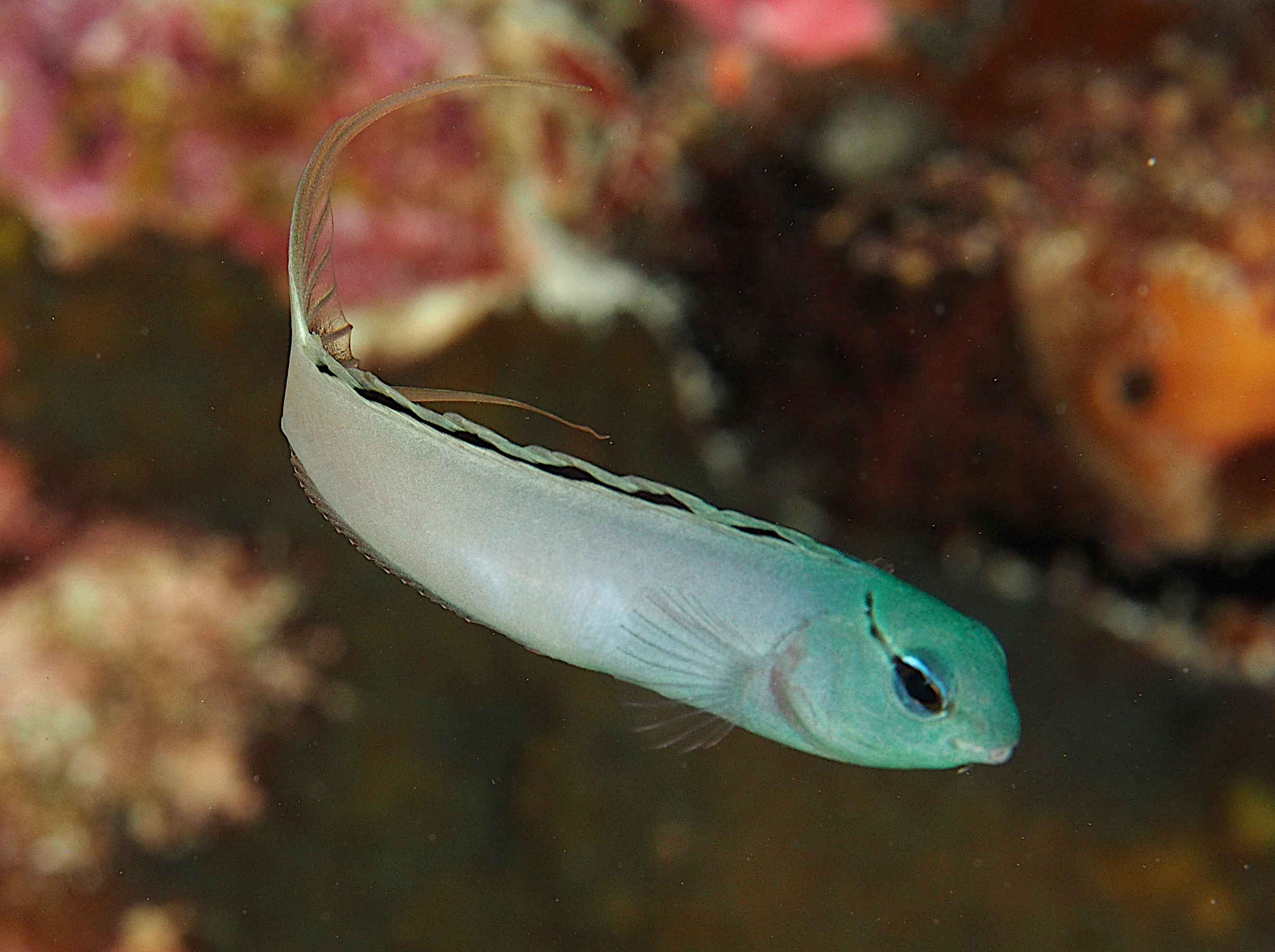 Yellowtail Fangblenny - Meiacanthus atrodorsalis