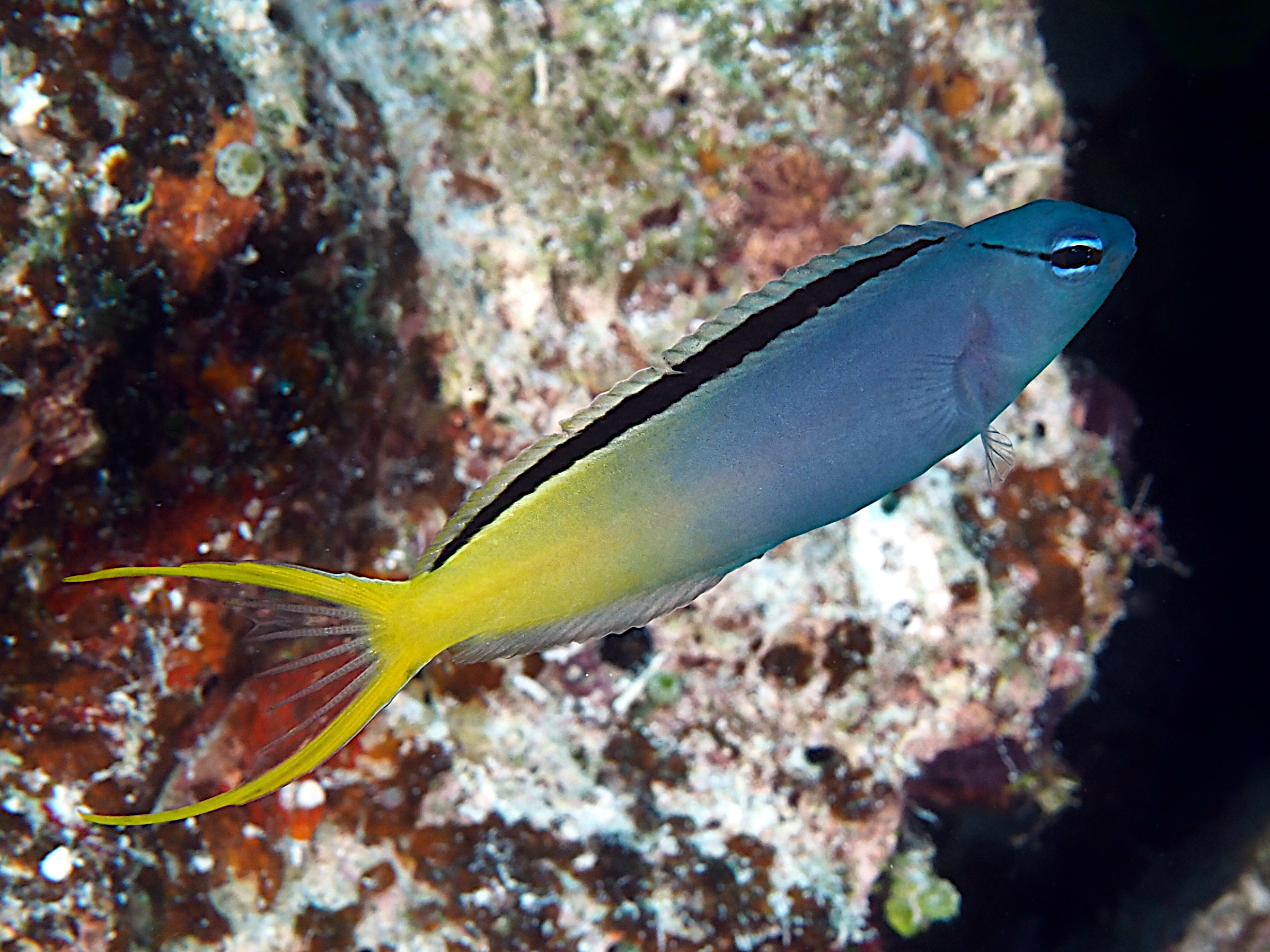 Yellowtail Fangblenny - Meiacanthus atrodorsalis