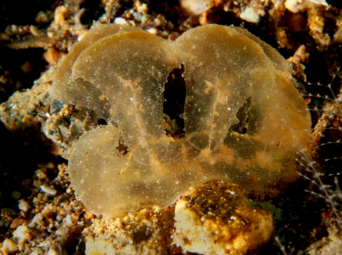 Green Melibe - Melibe viridis - Anilao, Philippines