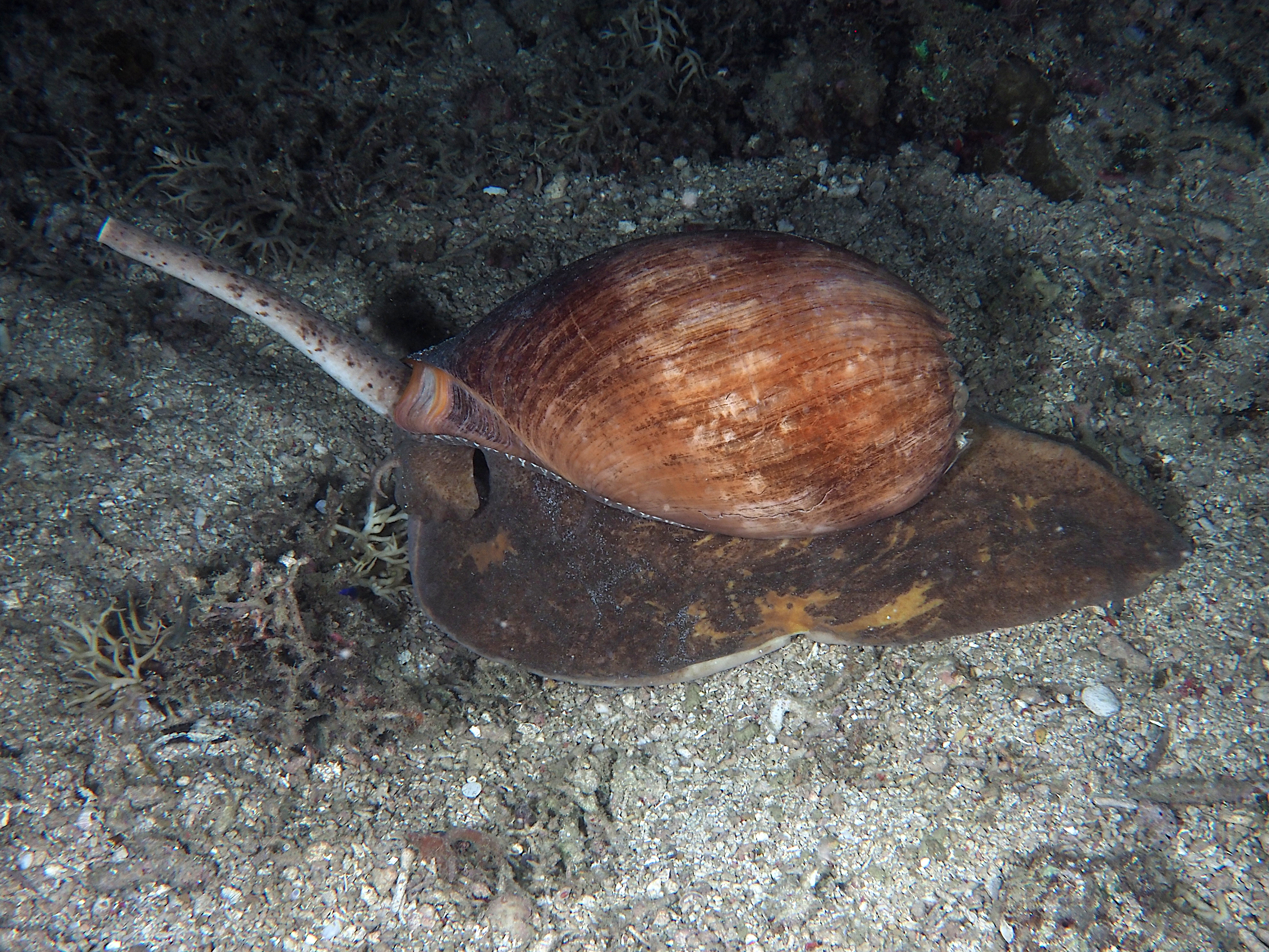 Crowned Baler - Melo aethiopicus