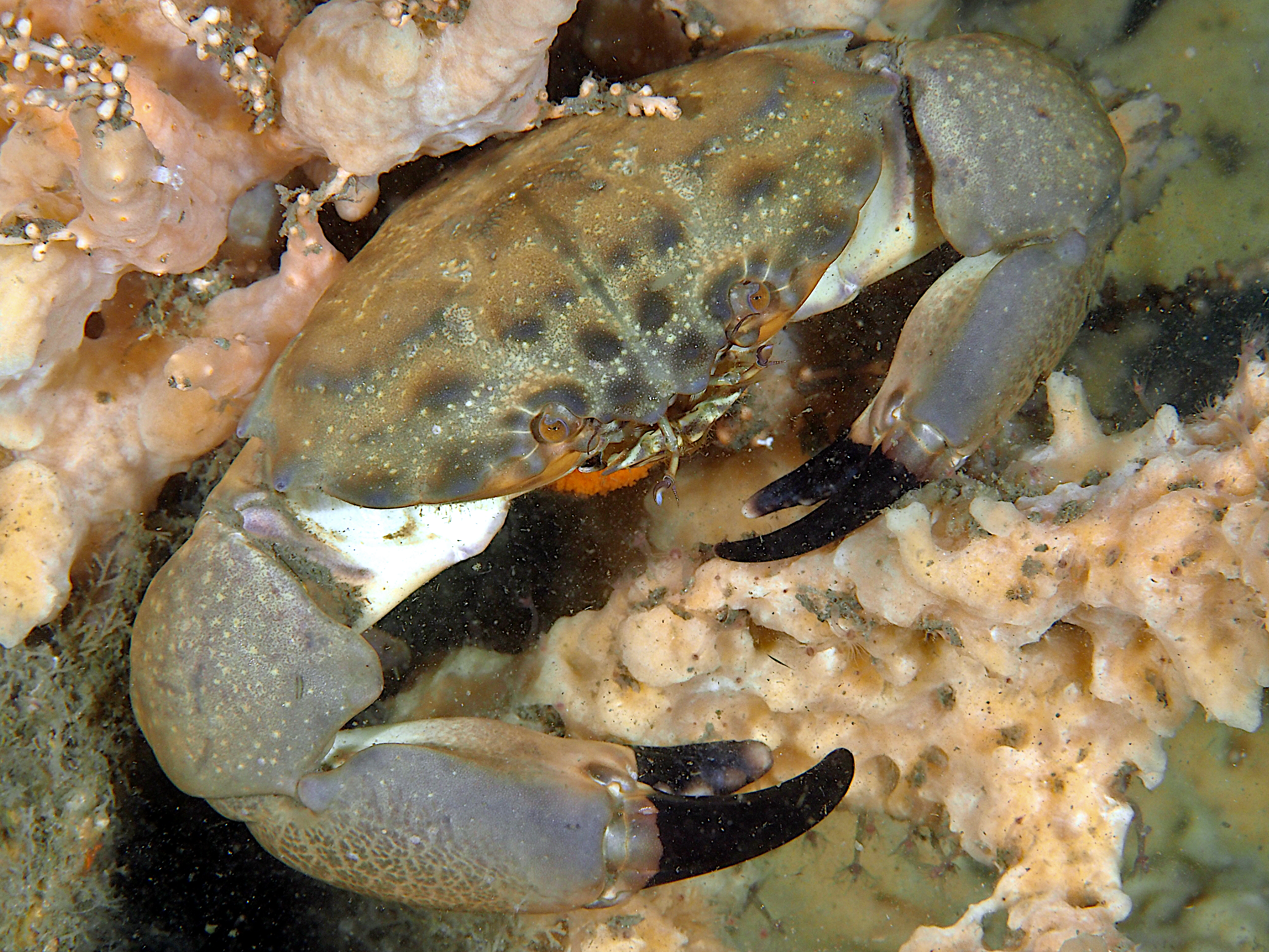 Cuban Stone Crab - Menippe nodifrons