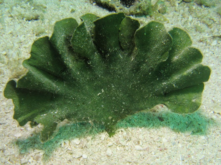 Mermaid's Fan - Udotea sp. - Roatan, Honduras