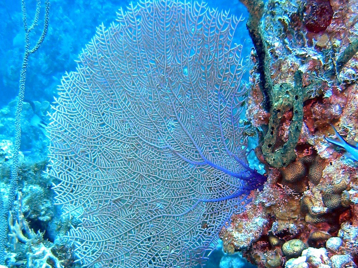 Wide-Mesh Sea Fan - Gorgonia mariae