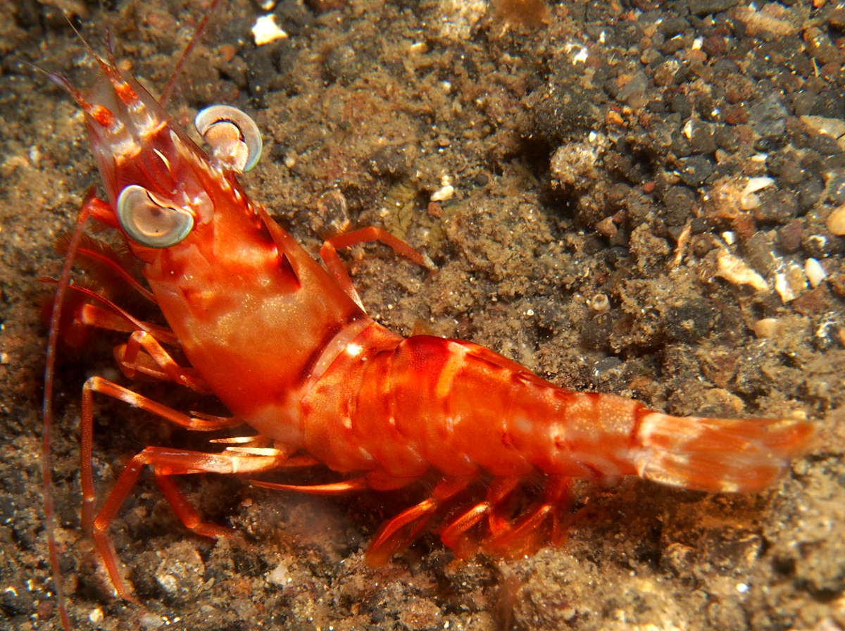 Humpback Prawn - Metapenaeopsis lamellata