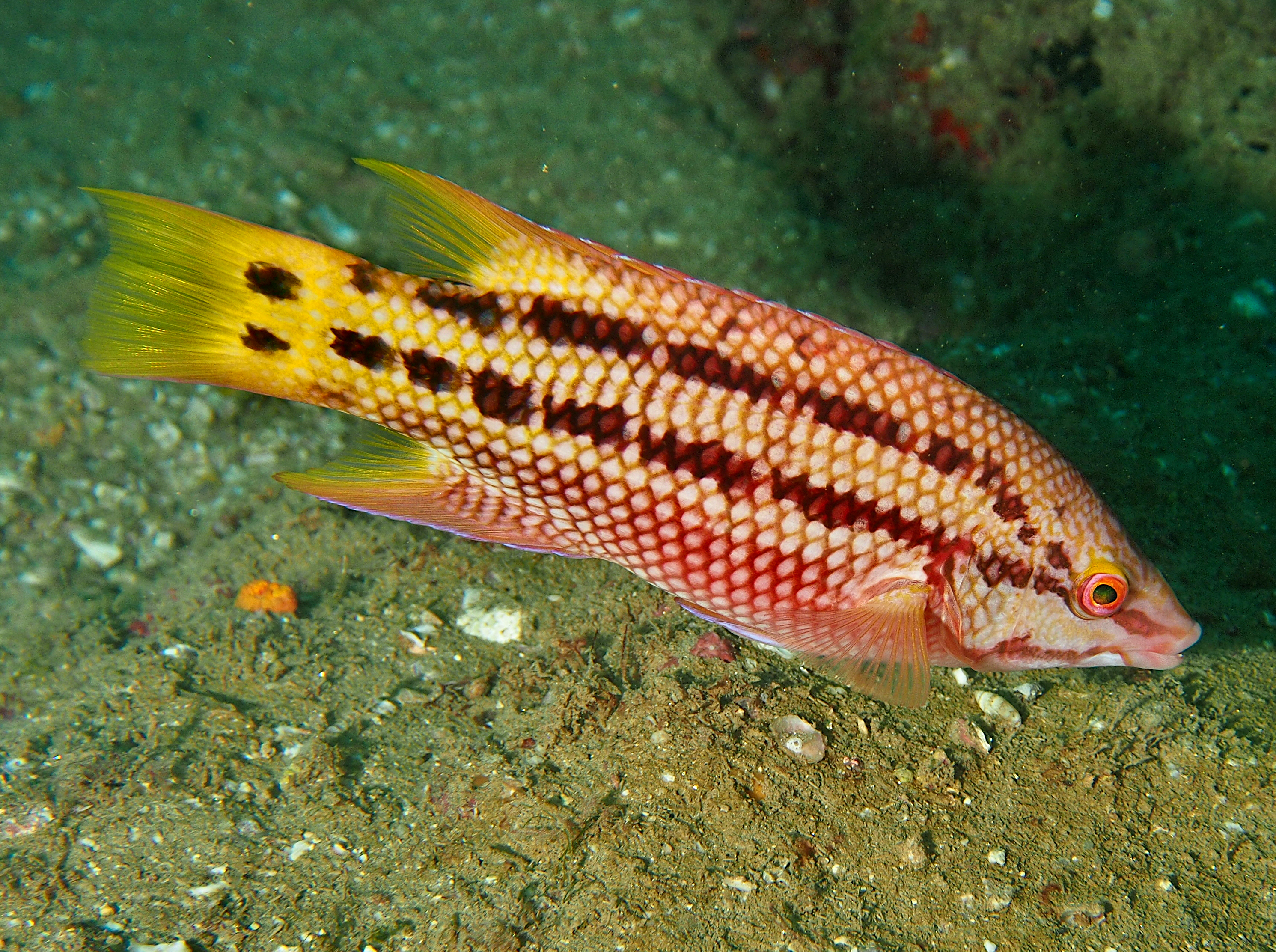 Mexican Hogfish - Bodianus diplotaenia