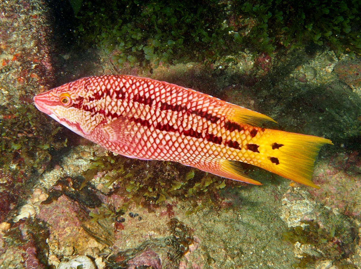 Mexican Hogfish - Bodianus diplotaenia