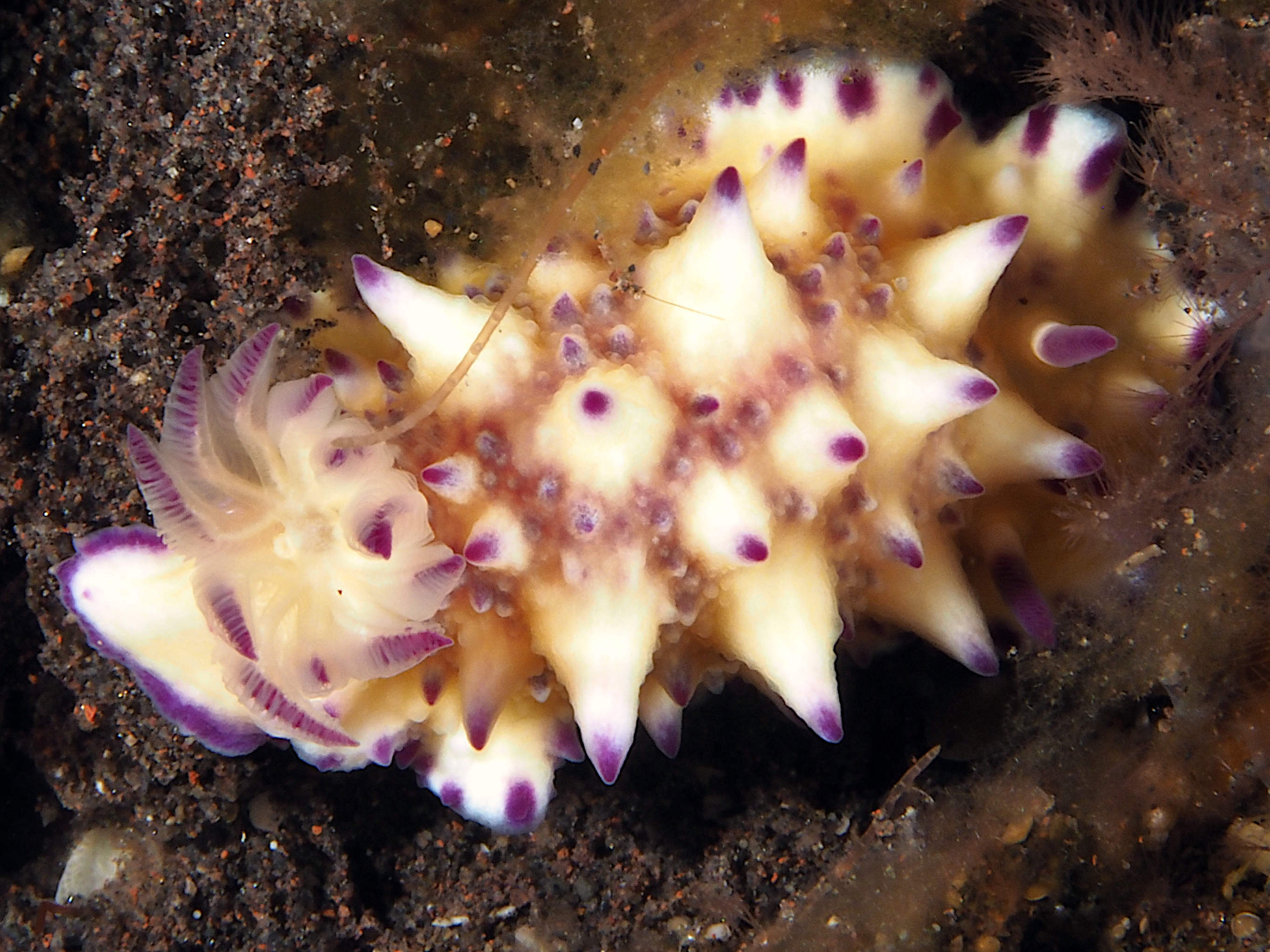 Bumpy Mexichromis - Mexichromis multituberculata