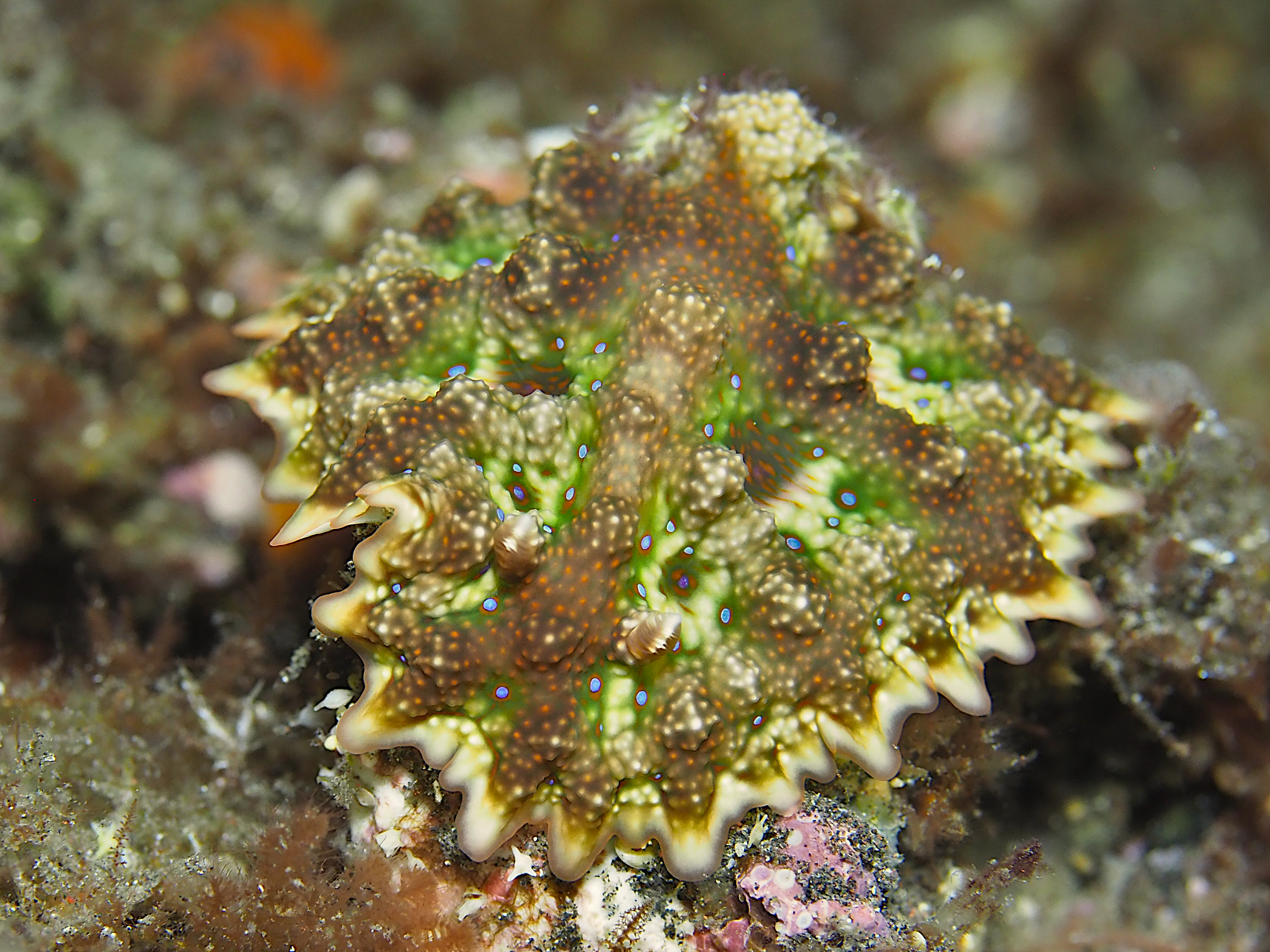 Pitted Miamira - Miamira miamirana