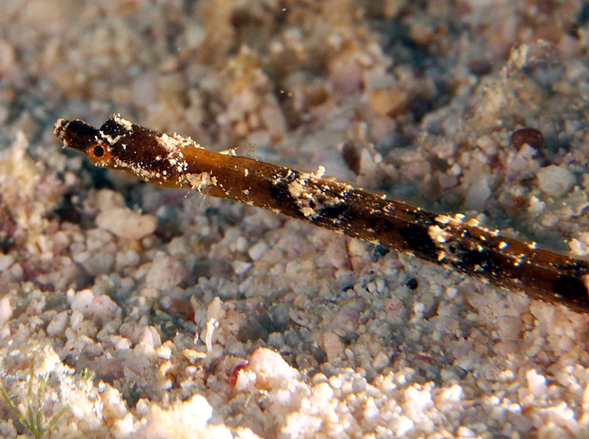 Shortnose Pipefish - Micrognathus andersonii