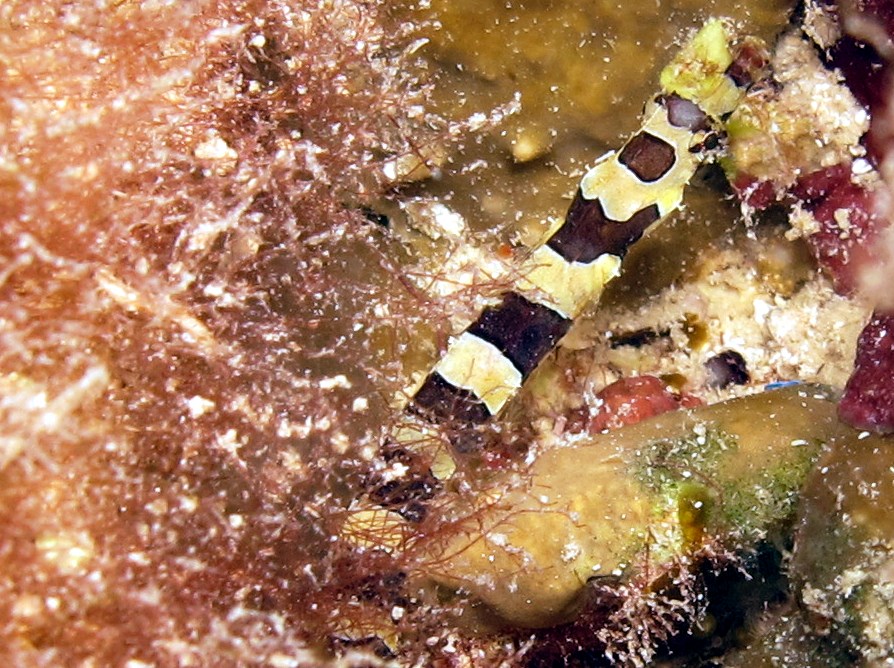 Harlequin Pipefish - Micrognathus crinitus